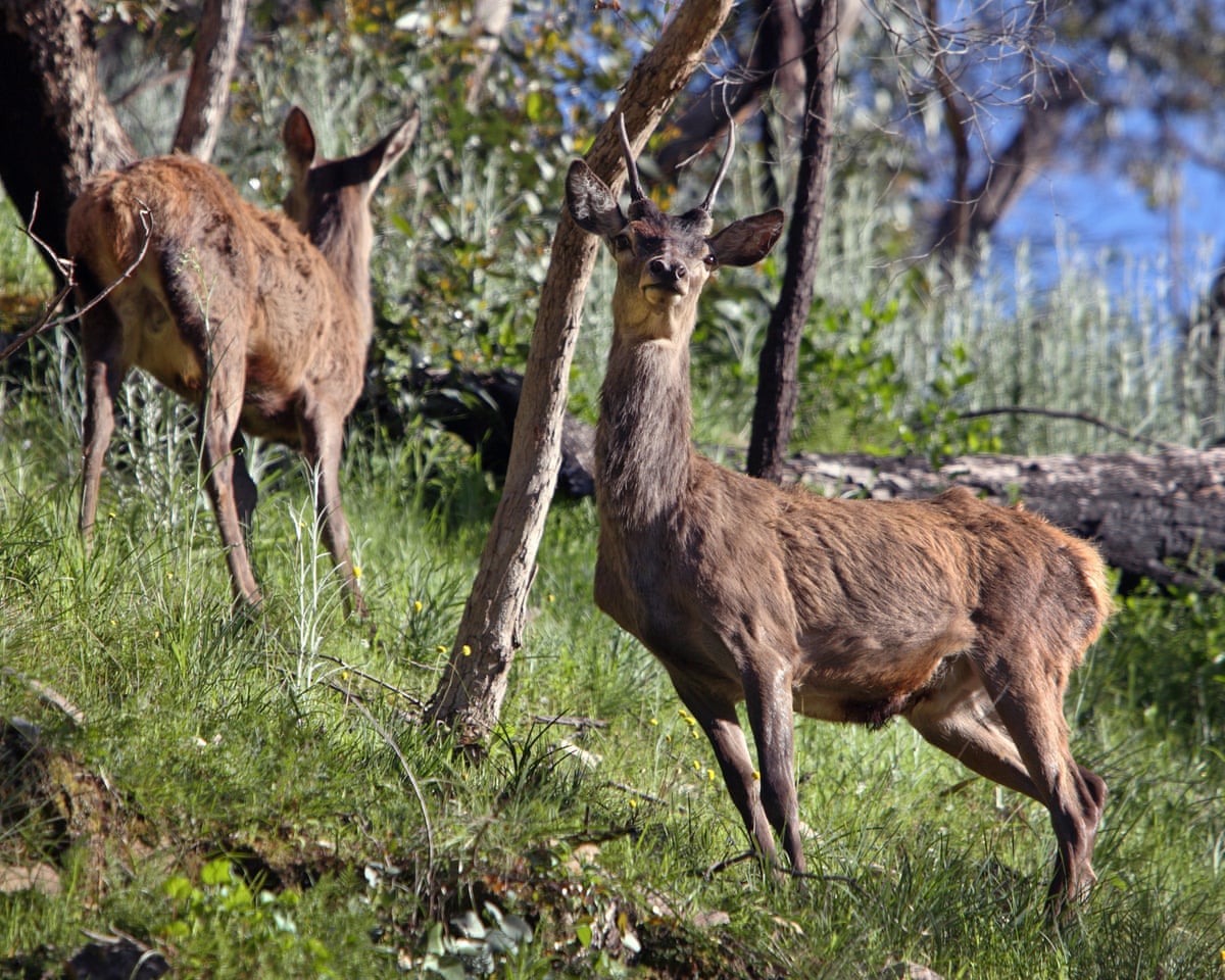 Feral deer spreading rapidly across Australia