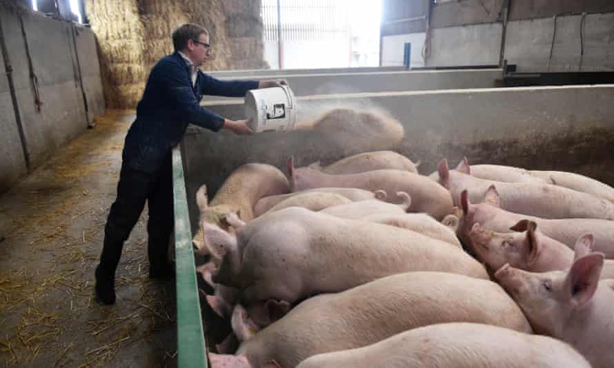Pigs are fed on a farm in Preston, October 2021.