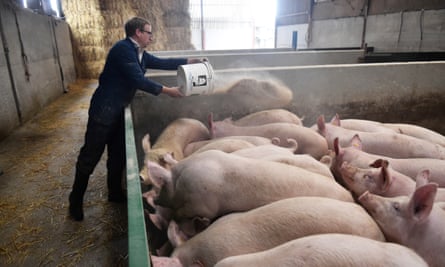 Pigs are fed on a farm in Preston, October 2021.