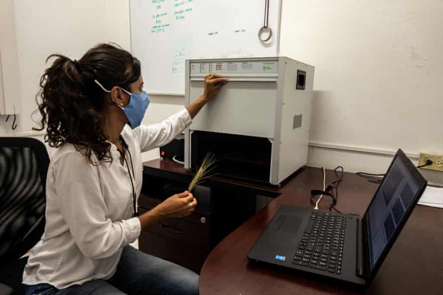 Researcher Liana Acevedo analyzes the photosynthesis processes of wheat plants.