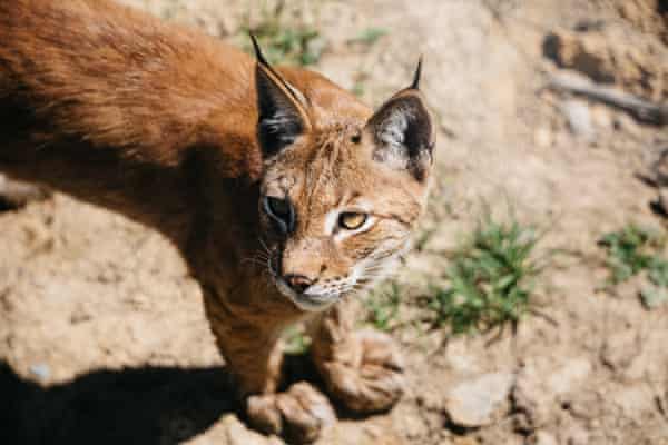 A lynx successfully hunted a black bird on Gao's farm.
