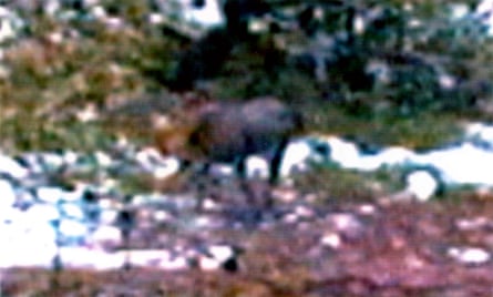 Ken Tustin’s only photo of what he believes to be an adult female moose, captured on a trail camera in Fiordland, 1995.