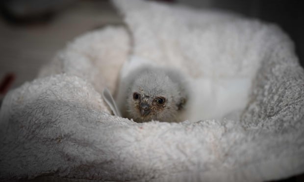 A young scops owl suffering from the heatwave peers out from the middle of a towel