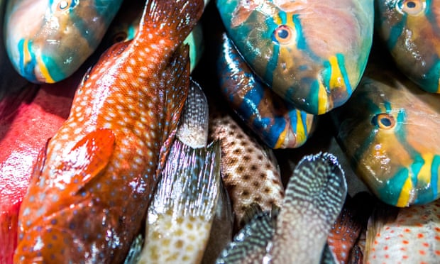 Reef fish for sale at a market in Jimbaran, Bali