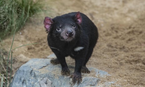The Tasmanian devil