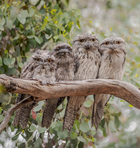 The tawny frogmouth family from the Yalukit Willam Nature reserve