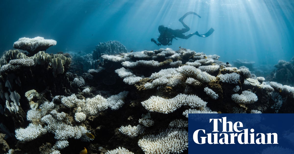 More than 80% of the worldâs reefs hit by bleaching after worst global event on record | Climate crisis | The Guardian