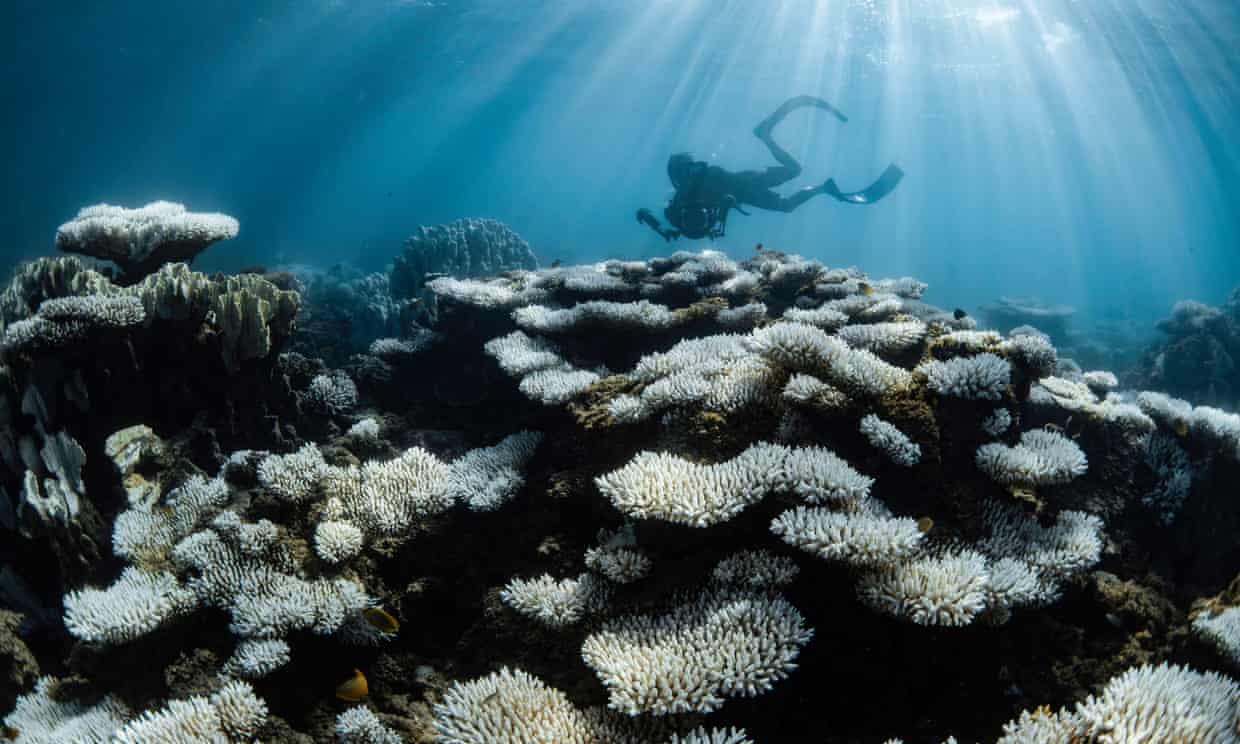 A diver among bleached coral