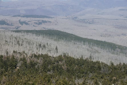 Aerial view of forested hills with huge expanses of dead trees