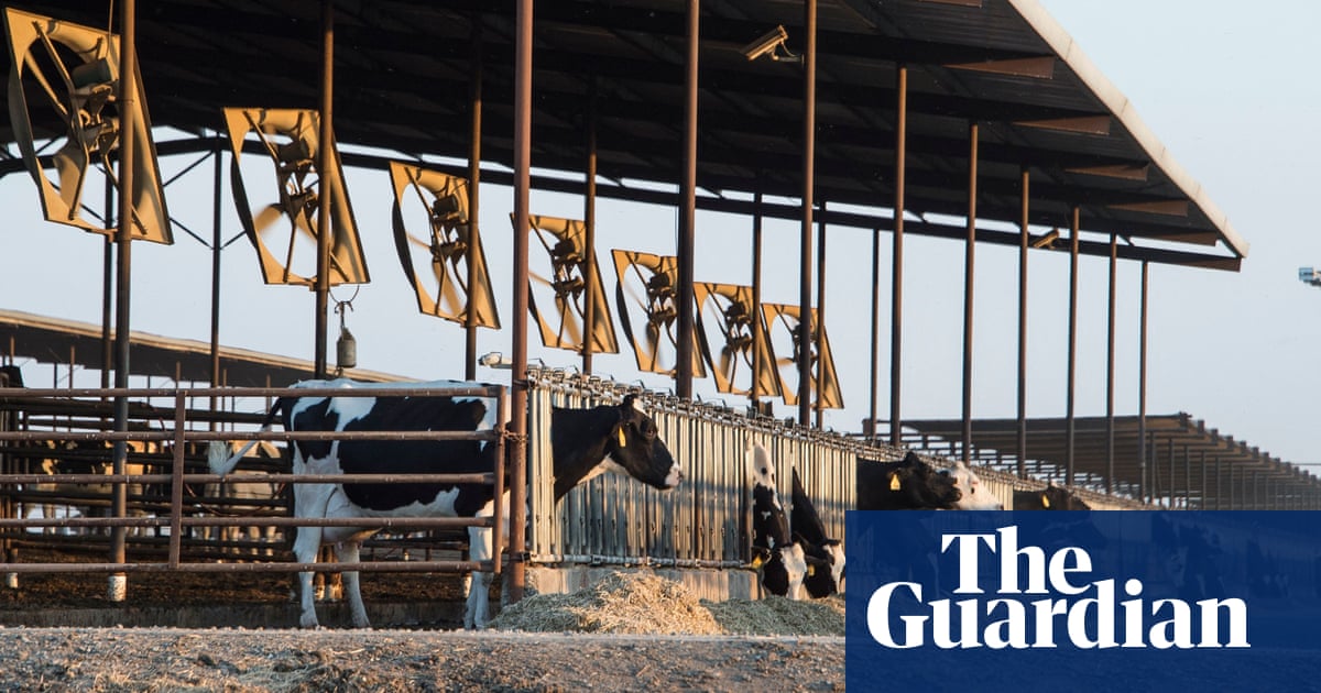 More than 50% of US funds for âclimate-smartâ farming do not help crisis â report | Environment
