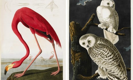 Images taken from the book The Birds of America 1827-1838 by John James Audubon.