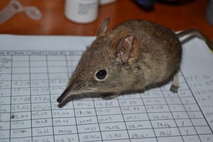I assisted with research on the behaviour of elephant shrews (Elephantulus myurus) trying to determine how personalities might affect their ecology.