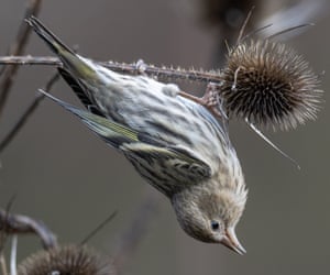Um pintassilgo-de-pinheiro se alimenta de sementes em uma área pantanosa perto de Elkton, na zona rural de Oregon, EUA