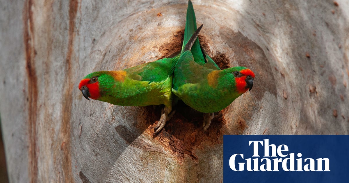 Australian bird photographer of the year 2025 vote in the people’s