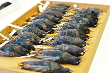 A collection of European starlings in a natural history museum. In 1890 and 1891, Eugene Schieffelin shipped 80 breeding pairs to the US and released them in New York’s Central Park.