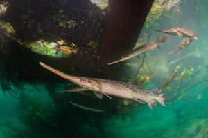 Long-nosed fish swim next to a turtle