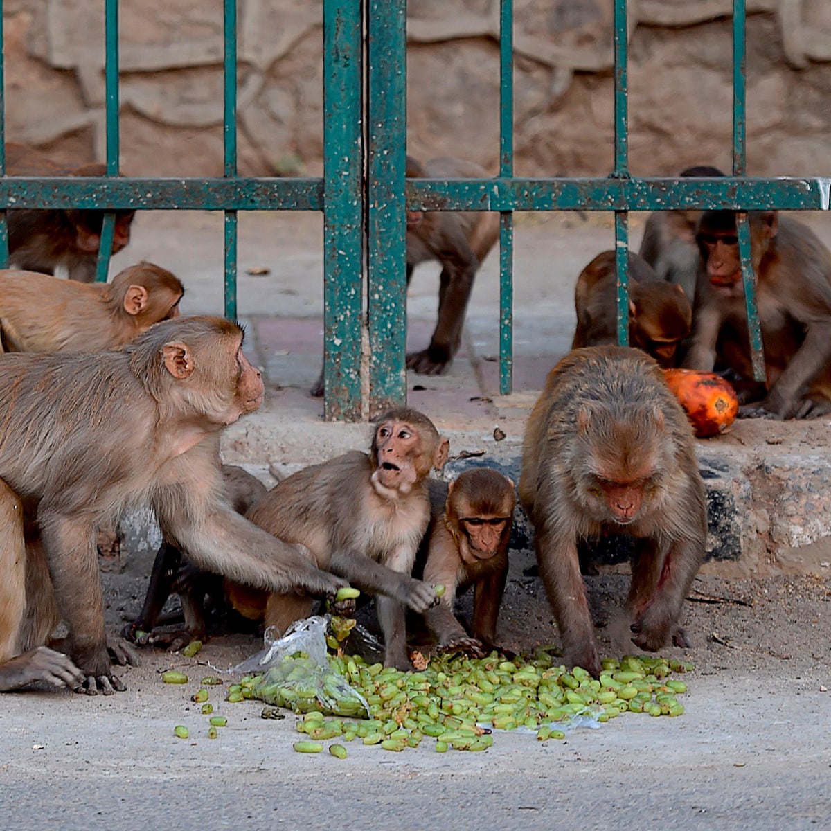 Monkeys Steal Covid 19 Test Samples From Health Worker In India World News The Guardian Monkeys Steal Covid 19 Test Samples From Health Worker In India World News The Guardian
