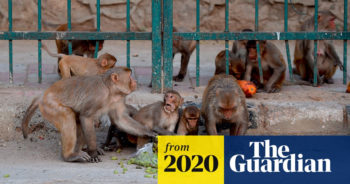 Monkeys steal Covid-19 test samples from health worker in India