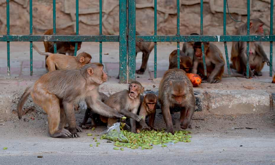 Monkeys eating fruit on a street in Delhi
