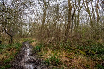 A boggy path through scrubby woodland
