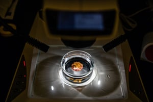 A piece of coral sits under lights in a petri dish in a laboratory