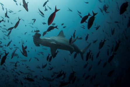 A hammerhead shark seen from below swimming among smaller fish