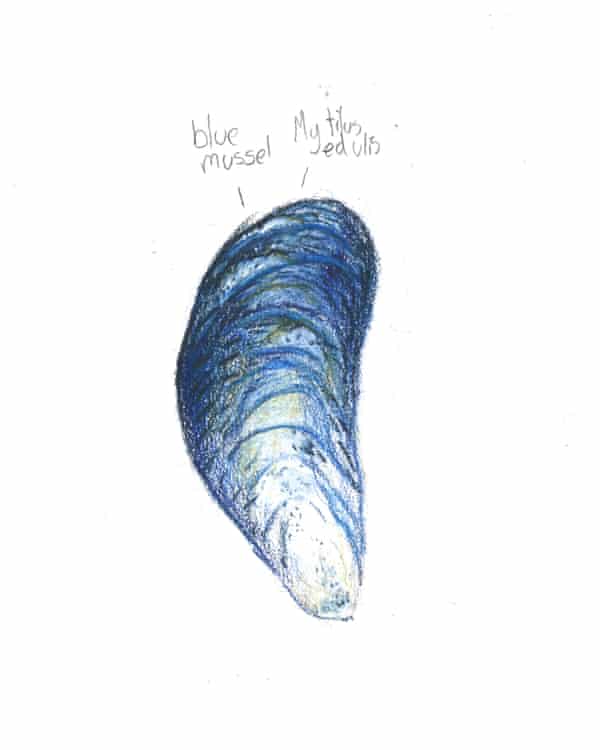 Blue mussel