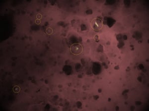 An image of microplastics found in the Great Australian Bight