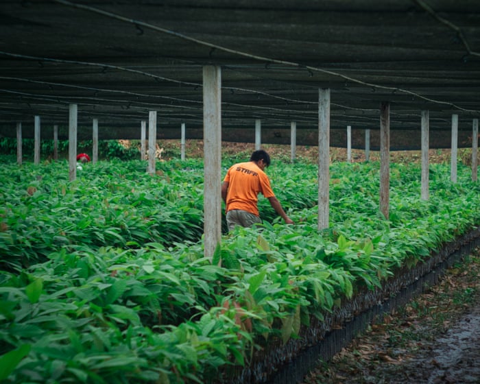 How Bolivia’s cacao farmers took on the gold-mining industry – and won