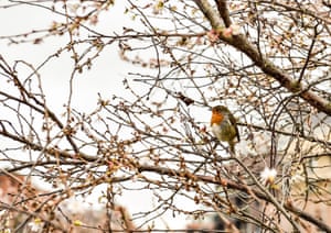 A robin sits in a cherry tree in Castle Park, Bristol, where milder weather in the south of the UK resulted in fresh buds and blossoms