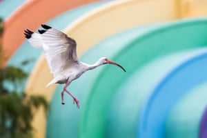 A white ibis mid-flight with its wings outstretched. It is missing a foot