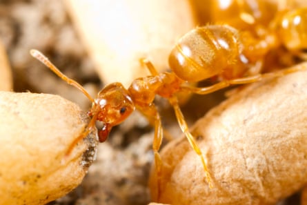 Yellow meadow ant (Lasius flavus) worker moving cocooned pupae in a nest