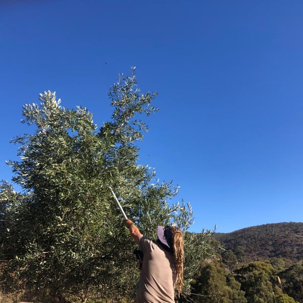 Phil Mather crops olives from a wild tree. Photograph: Wild Harvest Olive Oil