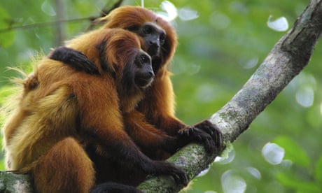 Golden lion tamarins