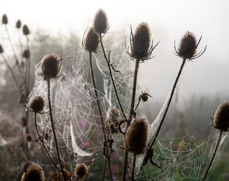A spider in its web.