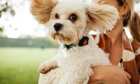 A dog wearing a PitPat tracker, which reports its activity and fitness levels to the dog’s owner. 