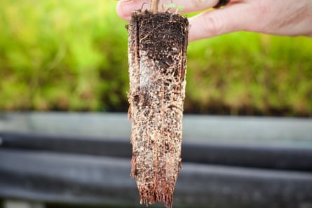 Closeup of pine root plug being held by someone’s hand