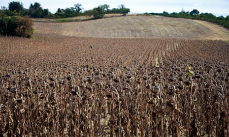 Dry sunflowers field in Bram, France, caused by a drought not seen in more than 500 years in Europe.