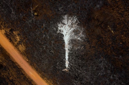 Tree reduced to ashes