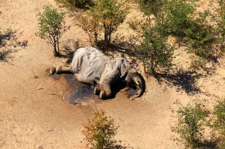 The remains of an elephant in the Okavango Delta.