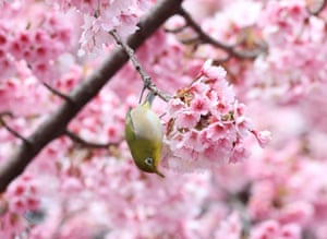 Um pássaro pousa em uma cerejeira no parque Ueno, em Tóquio. A agência meteorológica do Japão anunciou em 20 de março que as cerejeiras estão oficialmente em flor, então a temporada de sakura de 2022 está em andamento