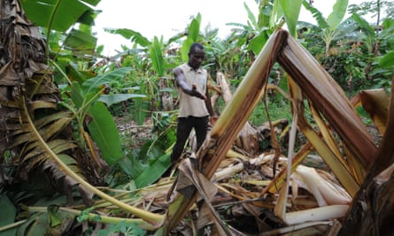 An Ivorian farmer shows the damage done to his cocoa plantation by an elephant.