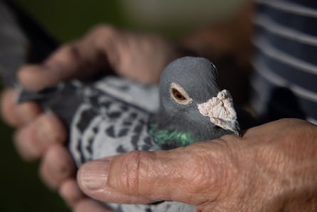One of the many pigeons owned by Tony Sienkiewicz.