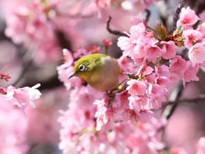 A bird perches on a branch of cherry tree at the Ueno park in Tokyo. Japan’s Meteorological Agency announced cherry trees came into blooms in Tokyo area on March 14.