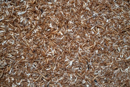 Mealworm larvae.