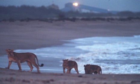 A female lion and two large cubs at the water's edge at dusk