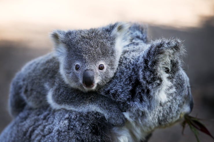 NSW koala numbers higher than previously thought, but new data may not show true picture NSW koala numbers higher than previously thought, but new data may not show true picture