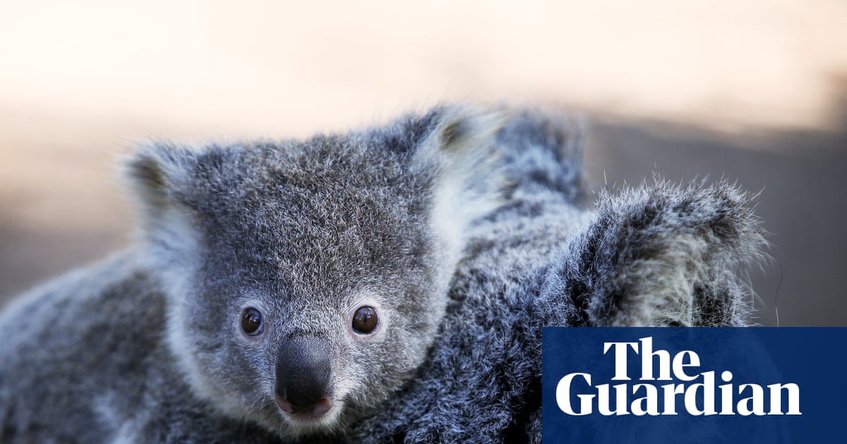 NSW koala numbers higher than previously thought, but new data may not show true picture