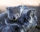 NSW koala numbers higher than previously thought, but new data may not show true picture