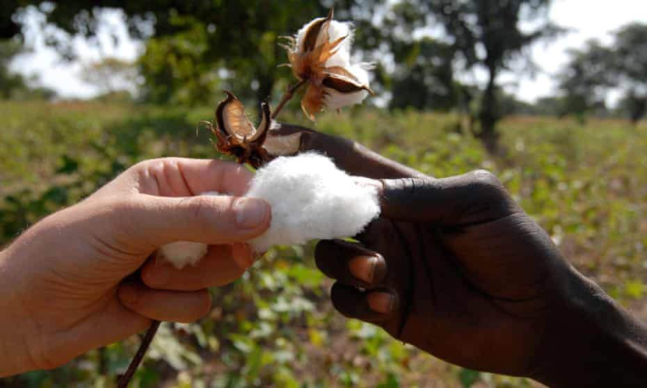 Pick of the crop: organic and Fairtrade cotton on a farm in Mali, west Africa.